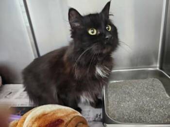 Domestic Long Hair Cats Available for Adoption in Sullivan, Indiana - Izzy | PetCurious