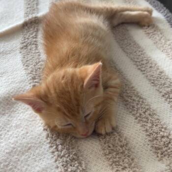 Popcorn -  Domestic Short Hair Cat for Adoption in Ottawa, Kansas - Popcorn | PetCurious