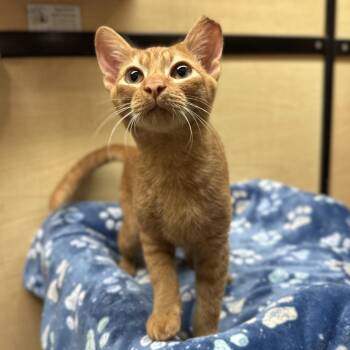 Alien -  Domestic Short Hair Cat for Adoption in Panama City, Florida - Alien | PetCurious