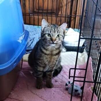 Precious -  Domestic Short Hair Cat Available for Adoption in Mount Laurel Township, New Jersey - Precious | PetCurious