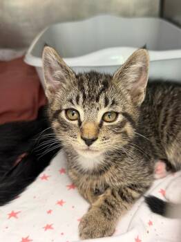 Matey -  Domestic Short Hair Cat for Adoption in Pomona, New York - Matey | PetCurious