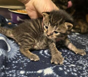 Scuba Steve -  Domestic Short Hair Cat for Adoption in Dickson, Tennessee - Scuba Steve | PetCurious
