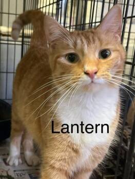 Domestic Short Hair Cats Available for Adoption in Princeton, Indiana - Lantern | PetCurious