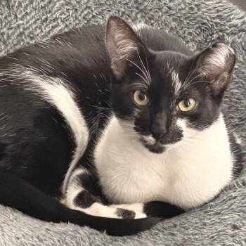 Daisy Boo -  Tuxedo and Domestic Short Hair Cat for Adoption in Friendswood, Texas - Daisy Boo | PetCurious