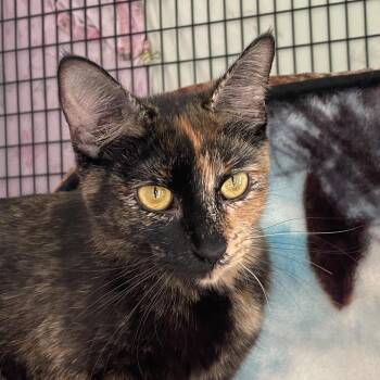 Bette Meowd-ler -  Domestic Short Hair Cat for Adoption in Chicago, Illinois - Bette Meowd-ler | PetCurious