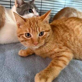Tabby Cats Available for Adoption - Sherbert | PetCurious