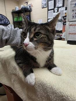 ANGEL -  Domestic Short Hair Cat Available for Adoption in Aliquippa, Pennsylvania - ANGEL | PetCurious