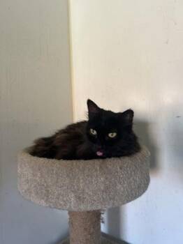 Sasha -  Domestic Long Hair Cat for Adoption in Hendersonville, Tennessee - Sasha | PetCurious