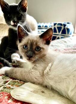 American Shorthair Cats Available for Adoption in Hagaman, New York - Brandi | PetCurious