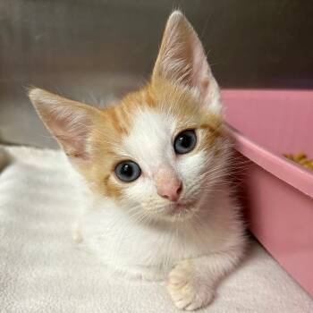 Goomba -  Domestic Short Hair Cat for Adoption in Fort Lauderdale, Florida - Goomba | PetCurious