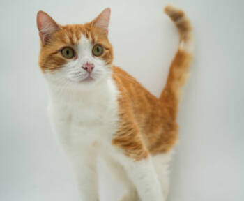 Rescue Domestic Short Hair Cats for Adoption in Bowling Green, Kentucky - GADS | PetCurious