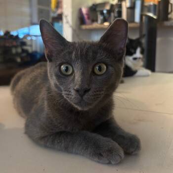 Rescue Domestic Short Hair Cats for Adoption in Lakewood, California - Chainsaw | PetCurious