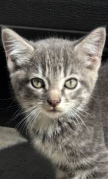 Rescue Domestic Short Hair Cats for Adoption in Knoxville, Tennessee - Mouse | PetCurious