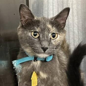 KAHLO -  Domestic Short Hair Cat for Adoption in St. Louis, Missouri - KAHLO | PetCurious