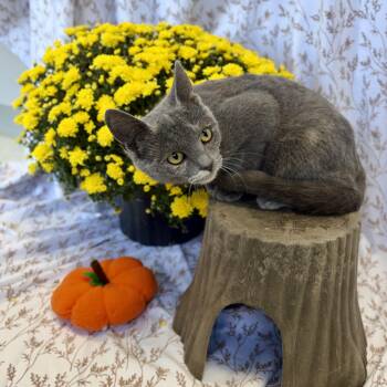 Meeny -  Domestic Short Hair Cat for Adoption in Bardstown, Kentucky - Meeny | PetCurious