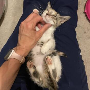 Gia -  Domestic Short Hair Cat for Adoption in Springboro, Ohio - Gia | PetCurious