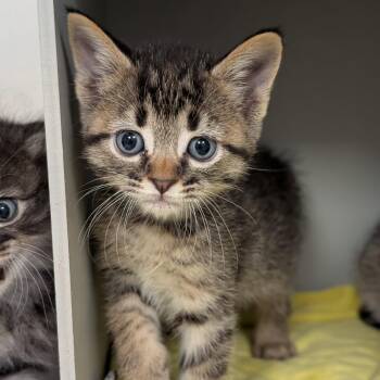 Domestic Short Hair Cats Available for Adoption in Buchanan Dam, Texas - Kendrick | PetCurious