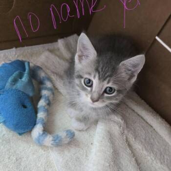 Biscuit -  Domestic Short Hair Cat for Adoption in New Tazewell, Tennessee - Biscuit | PetCurious