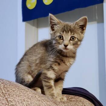 Jalapena Business -  Domestic Short Hair Cat for Adoption in Dixon, Illinois - Jalapena Business | PetCurious