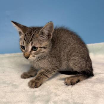 Estripe -  Domestic Medium Hair Cat for Adoption in San Antonio, Texas - Estripe | PetCurious