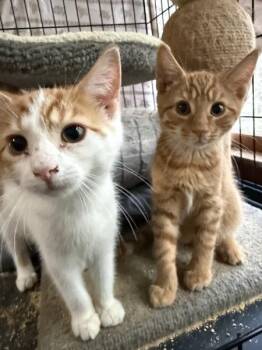 Rescue Domestic Short Hair Cats for Adoption in Berkeley Heights, New Jersey - "Fall In Love" With Ember And Cider | PetCurious