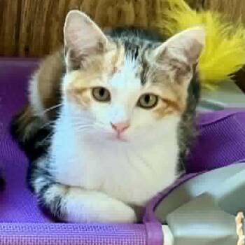 Honey, Honey -  Domestic Short Hair Cat for Adoption in Aldie, Virginia - Honey, Honey | PetCurious