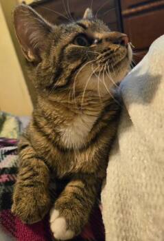 Domestic Short Hair Cats Available for Adoption - Georgia  | PetCurious