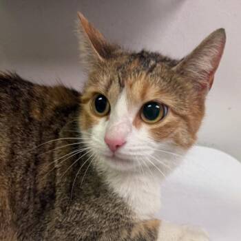 Domestic Medium Hair Cats Available for Adoption - Whopper W/ Extra Cheese | PetCurious