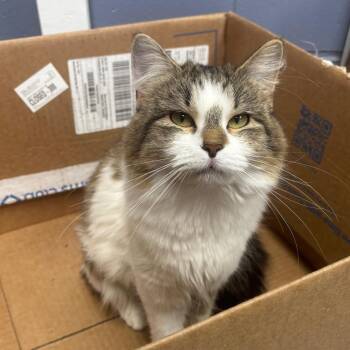 Ivy -  Domestic Long Hair Cat for Adoption in Marshalltown, Iowa - Ivy | PetCurious