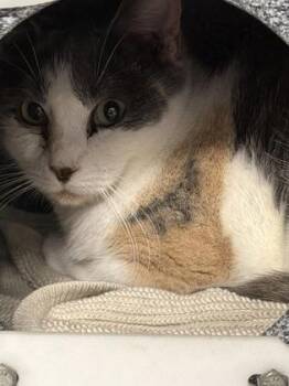 Domestic Short Hair Cats Available for Adoption - Je T’aime | PetCurious