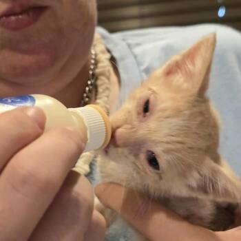 Rescue Domestic Short Hair Cats for Adoption in Baytown, Texas - Tanner | PetCurious