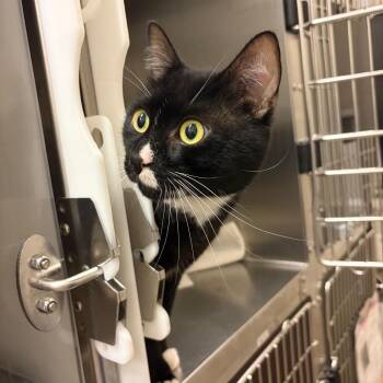 Zipper -  Domestic Short Hair Cat for Adoption in Council Bluffs, Iowa - Zipper | PetCurious