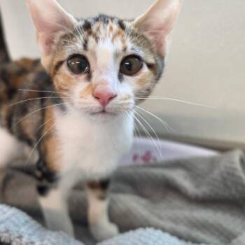 Meghan -  Domestic Short Hair Cat for Adoption in Brownsboro, Alabama - Meghan | PetCurious
