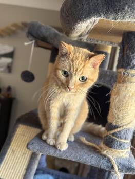 Sprocket -  Domestic Short Hair Cat for Adoption in Blaine, Minnesota - Sprocket | PetCurious