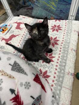 Domestic Medium Hair Cats Available for Adoption in Lancaster, California - Poppy | PetCurious