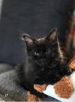 Rescue Domestic Long Hair Cats for Adoption in Campbellsville, Kentucky - Dallas | PetCurious