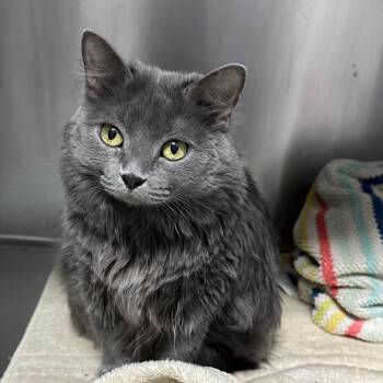 Princess -  Domestic Medium Hair Cat for Adoption in Weldon, Illinois - Princess | PetCurious