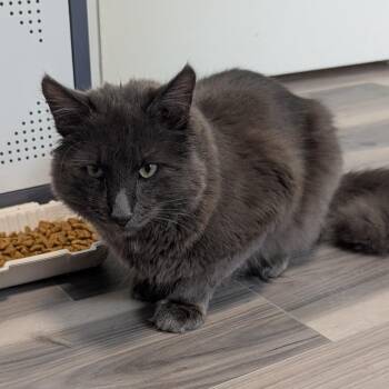 Sprite -  Domestic Long Hair Cat for Adoption in Freeport, Florida - Sprite | PetCurious
