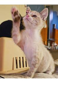 Fog -  Domestic Long Hair Cat for Adoption in Pacifica, California - Fog | PetCurious