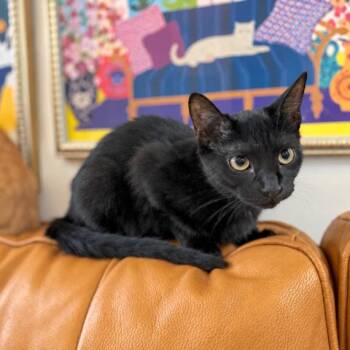 Mavis Purrfect Explorer -  Bombay and Domestic Short Hair Cat for Adoption in Friendswood, Texas - Mavis Purrfect Explorer | PetCurious