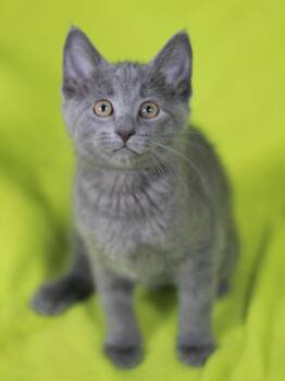 Curly -  Domestic Short Hair Cat for Adoption in Algood, Tennessee - Curly | PetCurious