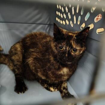 Honey Badger (barn cat) -  Domestic Short Hair Cat for Adoption in Coos Bay, Oregon - Honey Badger (barn Cat) | PetCurious