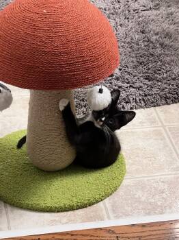 Sprocket -  Domestic Short Hair Cat for Adoption in Aurora, Colorado - Sprocket | PetCurious