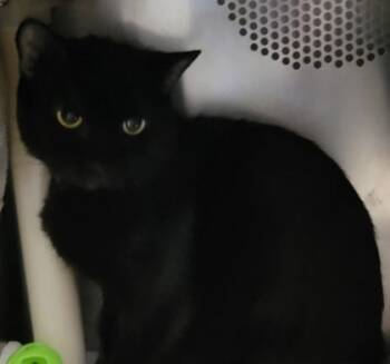 Rescue Domestic Short Hair Cats for Adoption in Eugene, Oregon - Raelyn | PetCurious