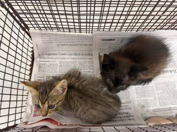 26-0657C -  Domestic Short Hair Cat for Adoption in Sorrento, Louisiana - 26-0657C | PetCurious