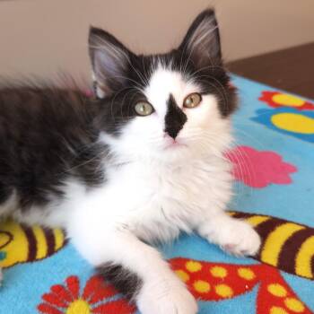 Stinky Pete -  Domestic Medium Hair Cat for Adoption in Marshfield, Wisconsin - Stinky Pete | PetCurious