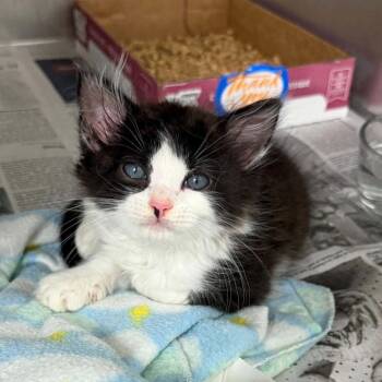 Clarence -  Domestic Medium Hair Cat for Adoption in Candler, North Carolina - Clarence | PetCurious