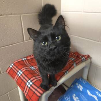 Domestic Medium Hair Cats Available for Adoption in Bowmanville, Ontario - Sevy | PetCurious