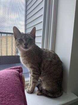Chromium -  Domestic Short Hair Cat for Adoption in Cincinnati, Ohio - Chromium | PetCurious