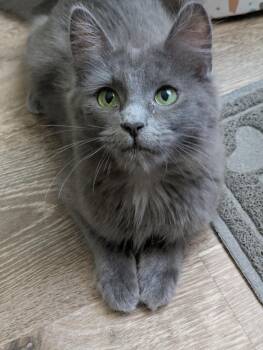 Elphie -  Domestic Long Hair Cat for Adoption in Walnut, California - Elphie | PetCurious